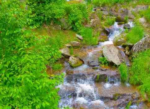 Lush private stream with moss and rocks